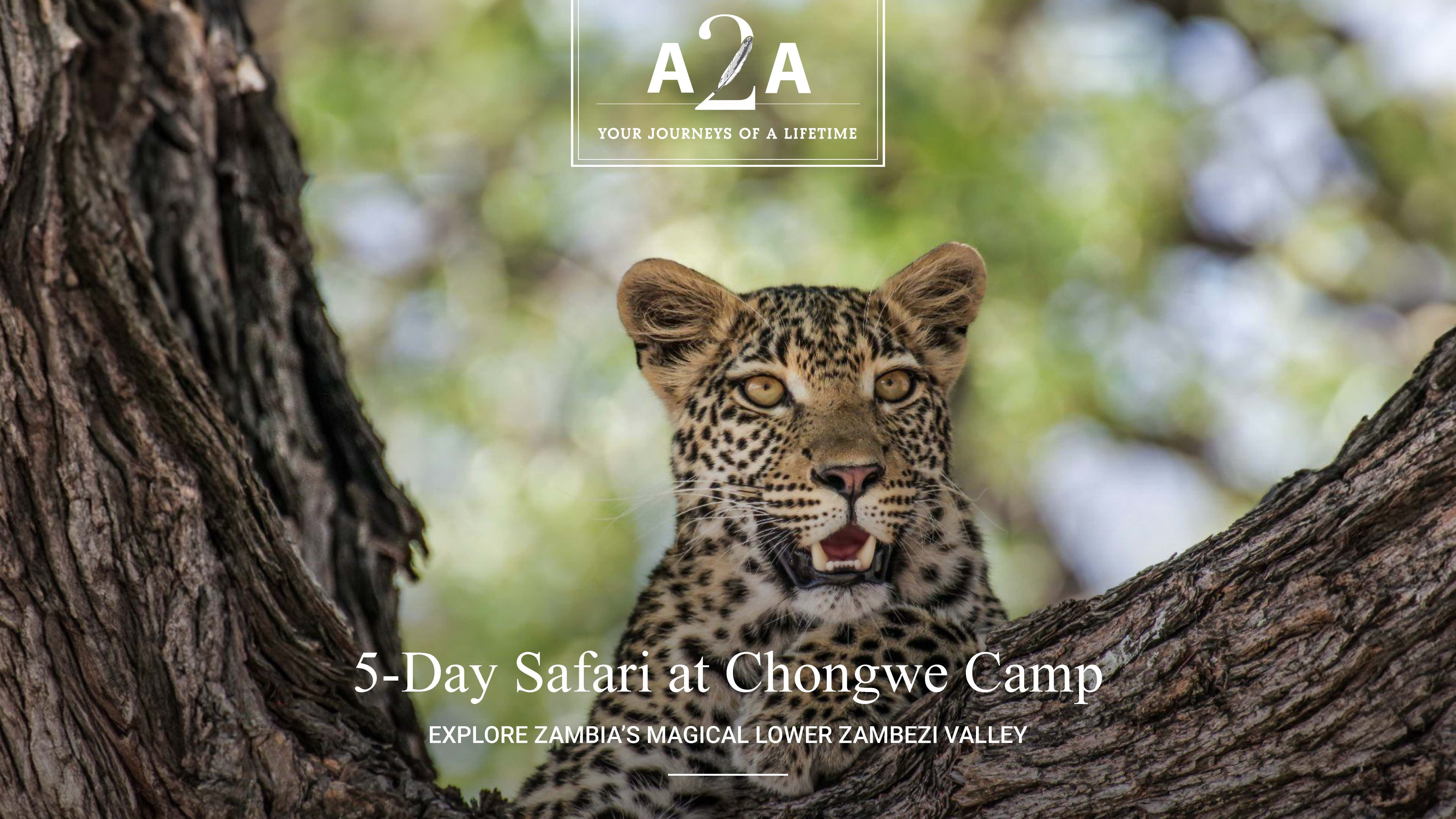 One-week Exclusive Lower Zambezi Safari Adventure for Two