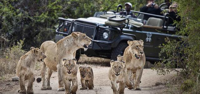 One-Week Luxury Safari to Kruger National Park and Sabi Sand Game Reserve for 2