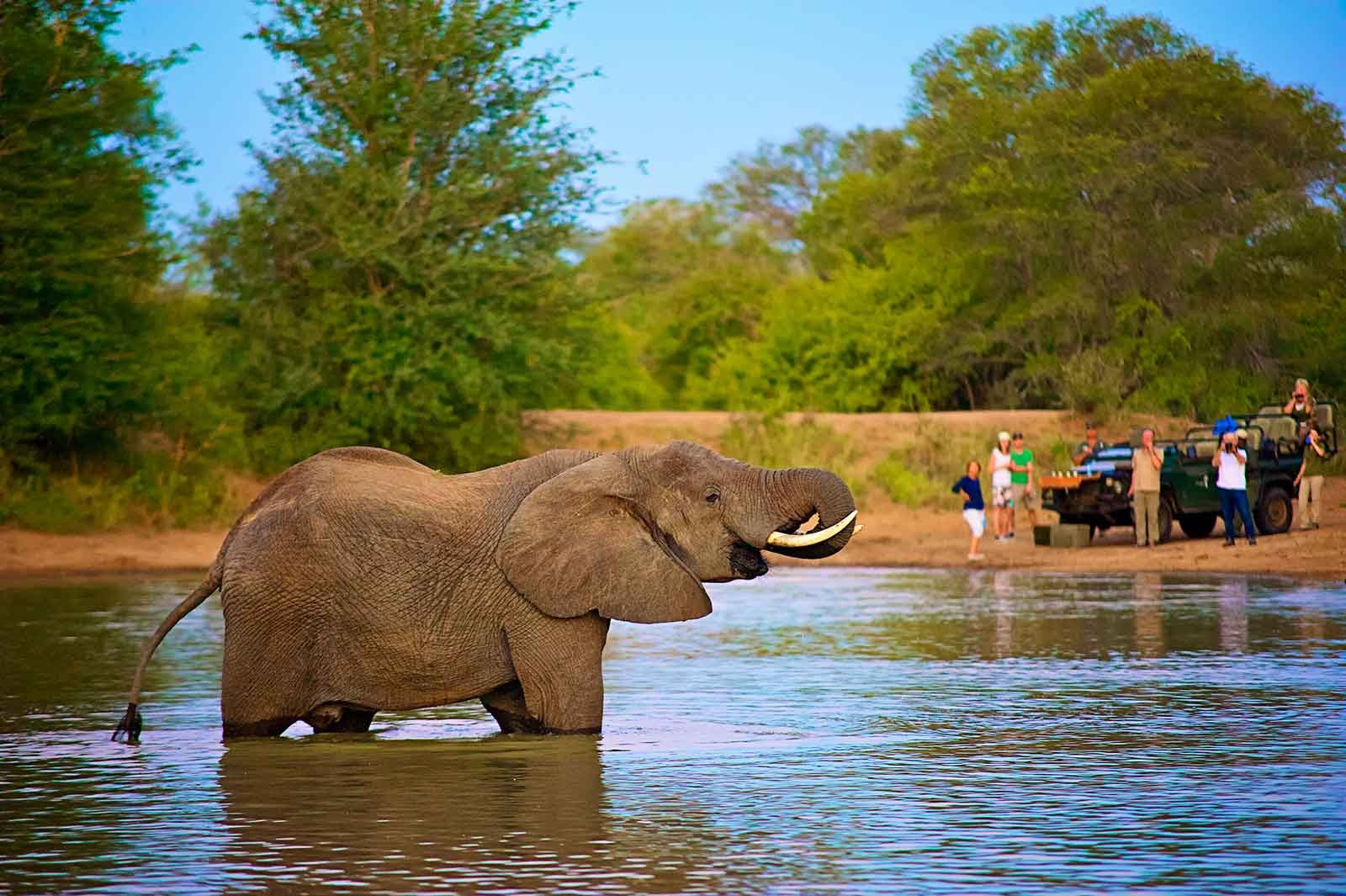 One-Week Luxury Safari to Kruger National Park and Sabi Sand Game Reserve for 2