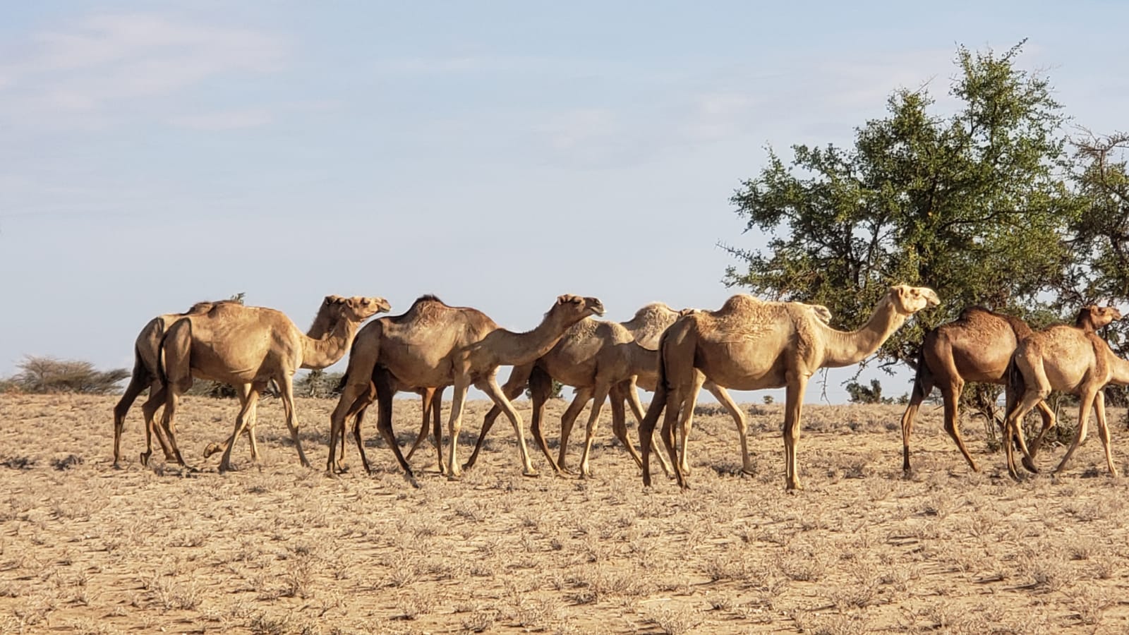 A week’s expedition to Lake Turkana, the legendary “Jade Sea” in northern Kenya – the cradle of human life for two or more guests