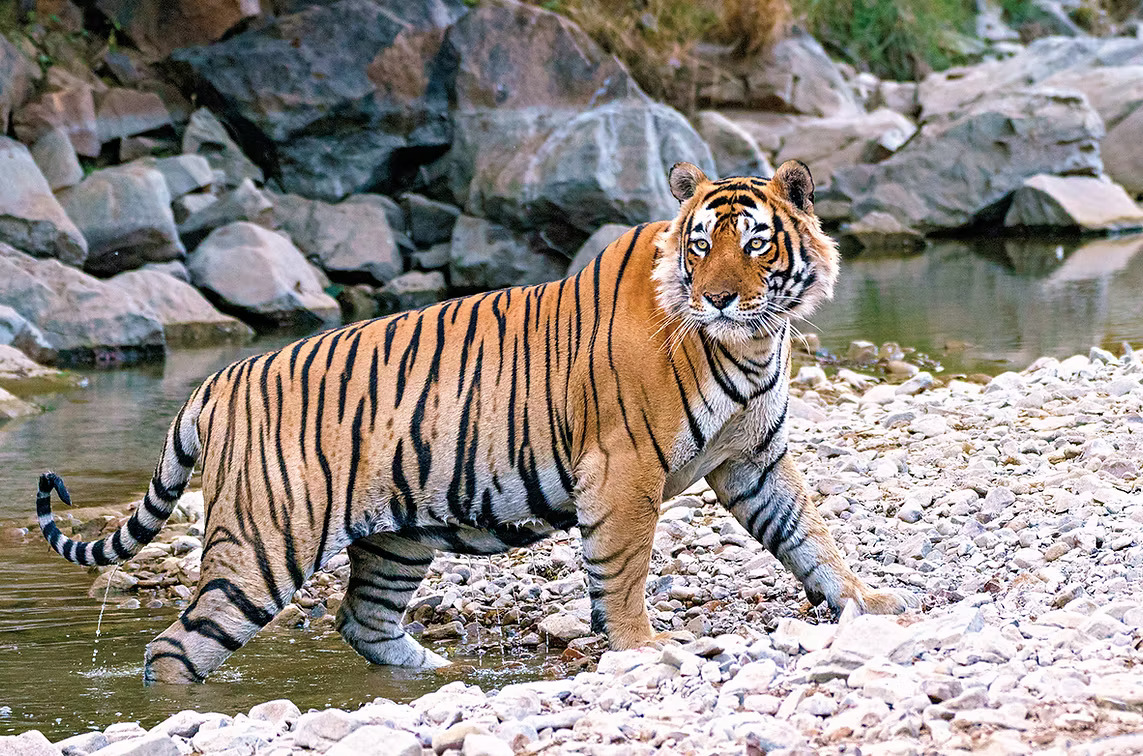 Three-night stay for 2 at Nahargarh Palace Ranthambhore including Tiger Safari Experience