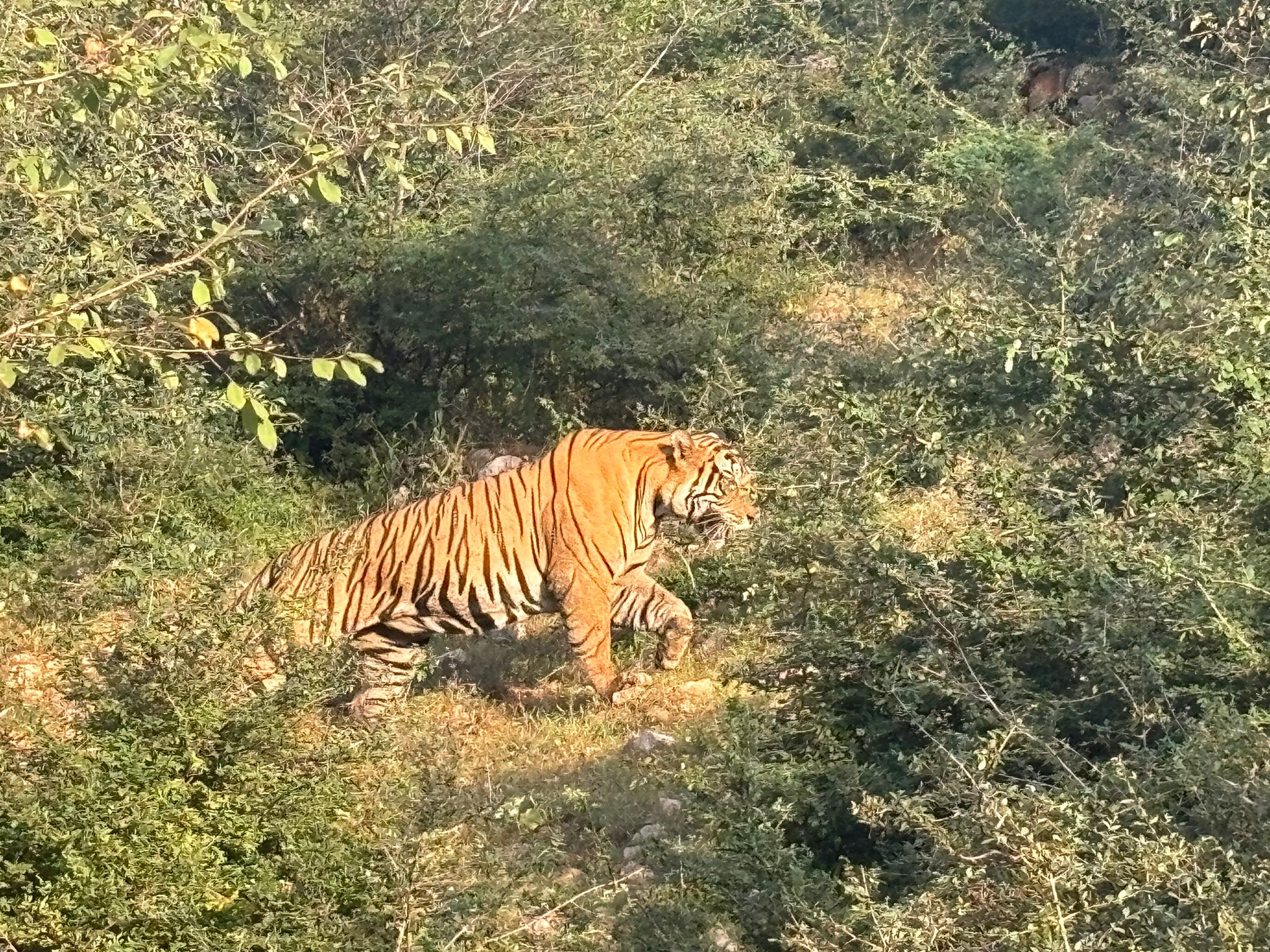 Three-night stay for 2 at Nahargarh Palace Ranthambhore including Tiger Safari Experience