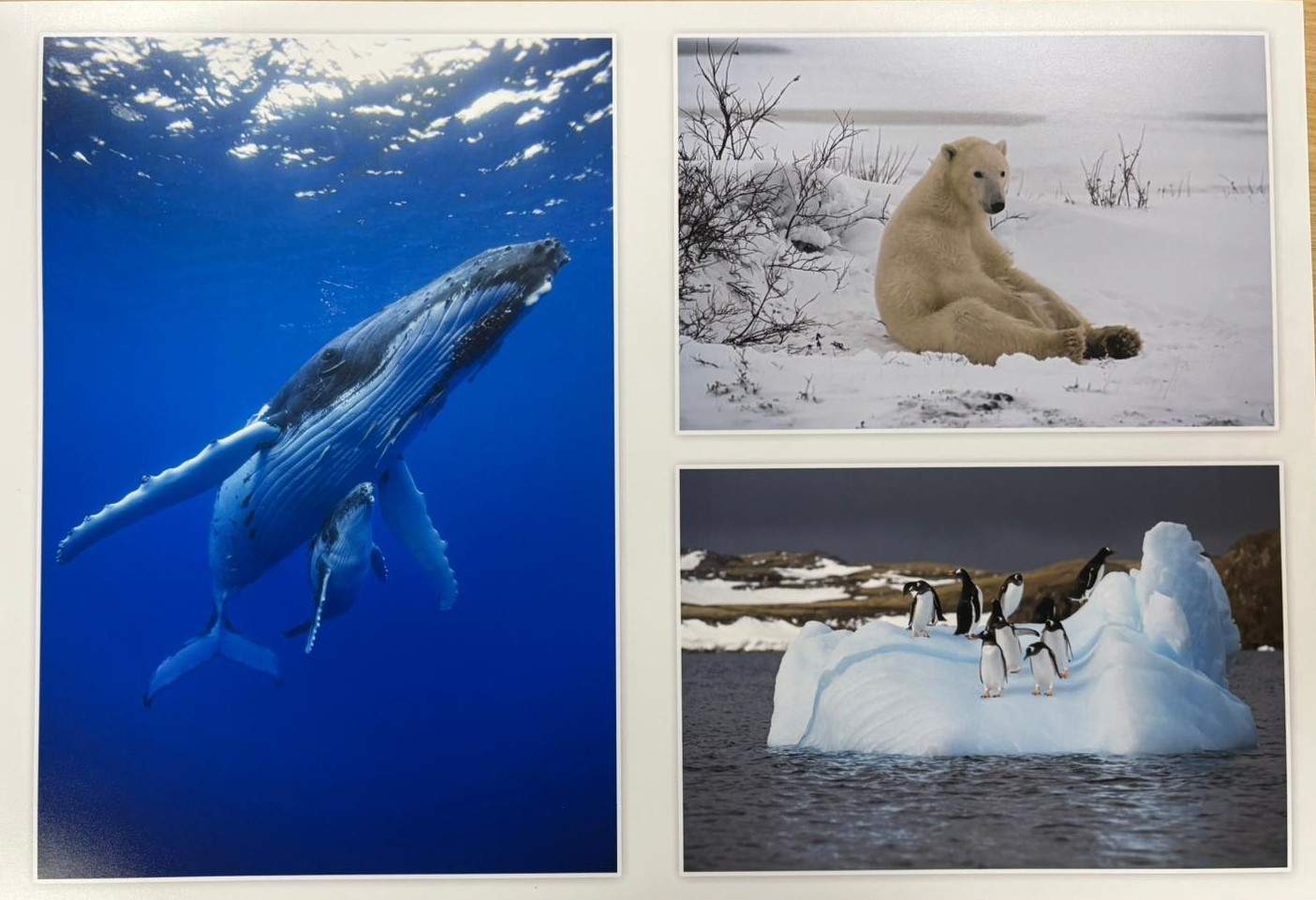 Doug Allan Collection-Polar Encounters with whales, polar bear and penguin