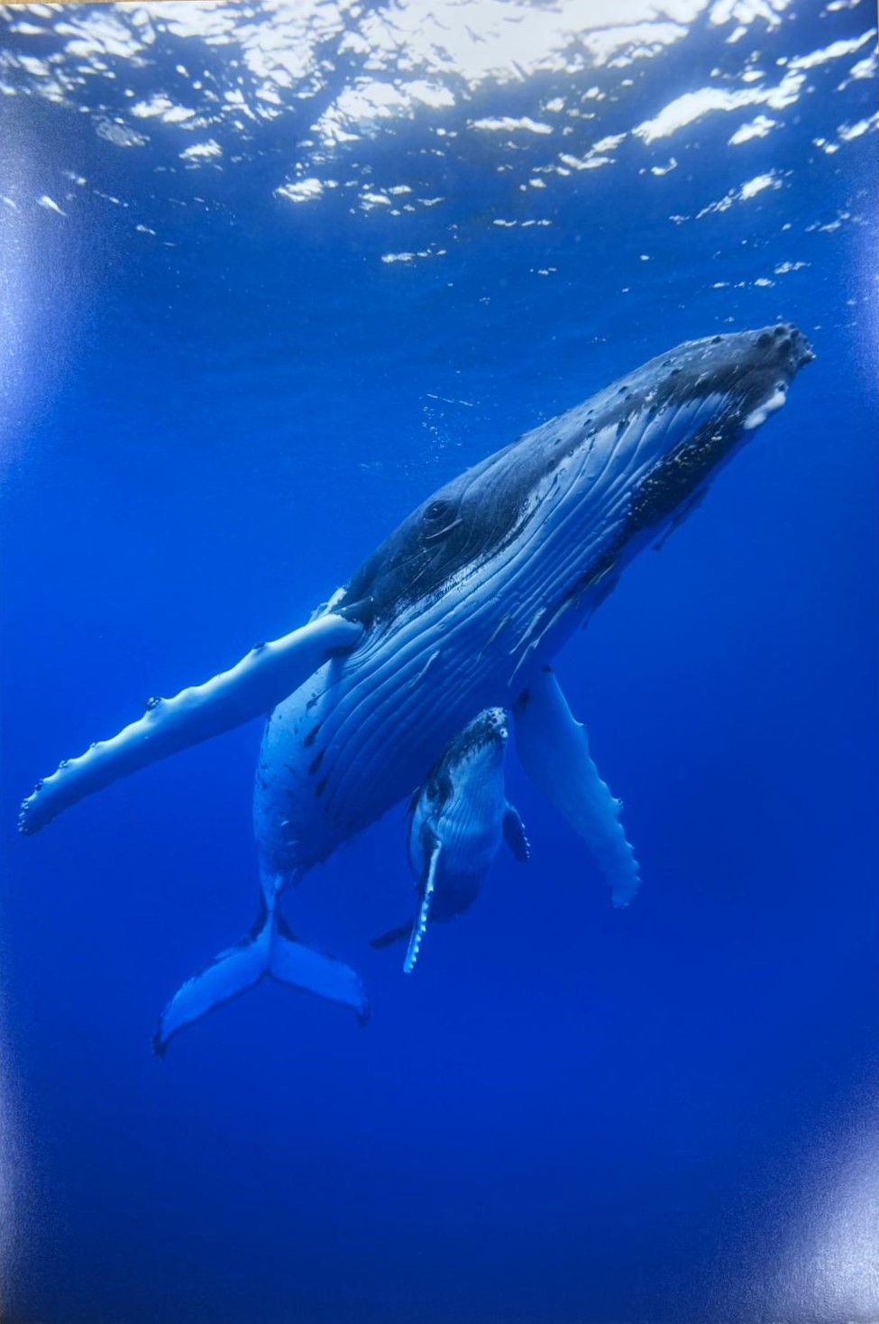 Doug Allan Collection-Silent Giants of the Deep (Whales underwater)