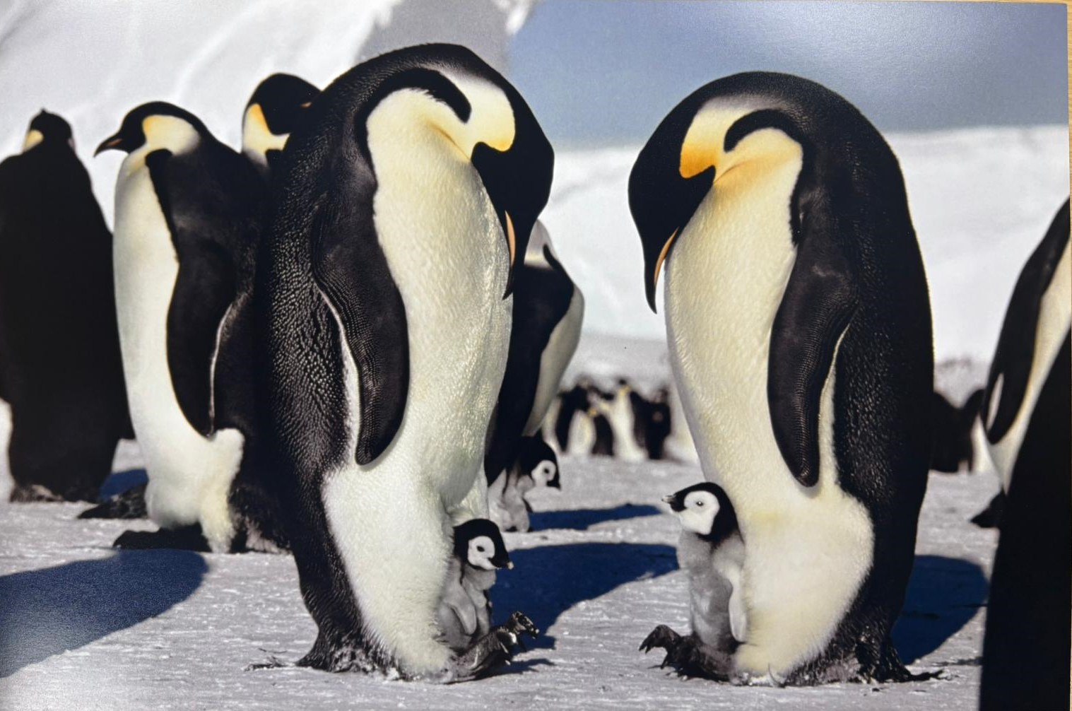 Doug Allan Collection-Emperor of the Ice (Emperor penguins, Antarctica)